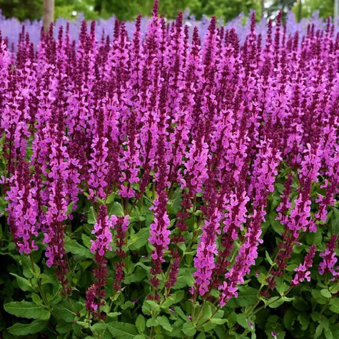 Szałwia omszona Sensation Compact Bright Rose (C2)