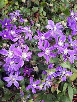 Powojnik Clematis bylinowy Arabella (C2)