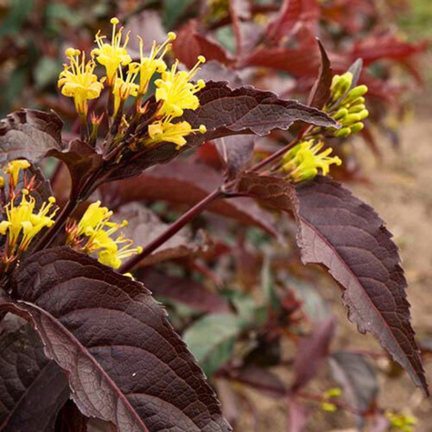 Zadrzewnia okazała Diva (C2)