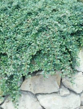 Irga Dammera Mooncreeper (C2)