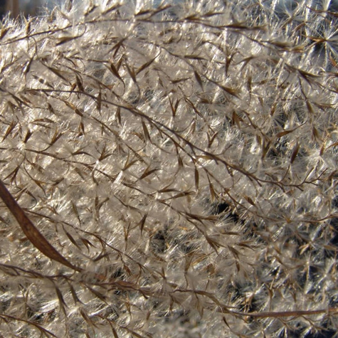 Miskant chiński Graziella (C2)