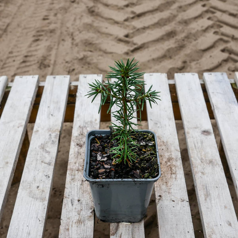 Jodła balsamiczna P9