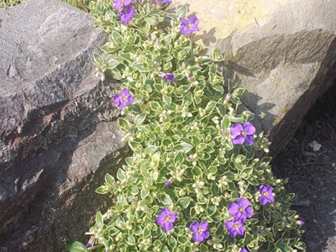 Żagwin ogrodowy Dr Mules Variegated