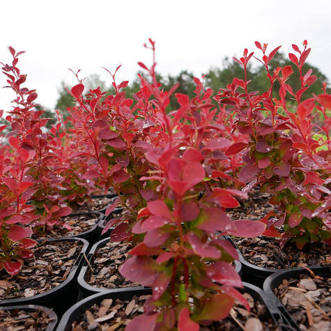 Berberys thunberga Chiquita (C1.7)