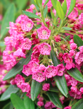 Kalmia angustifolia Rubra