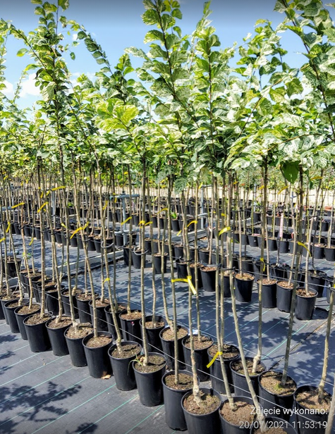 Wiąz polny Argenteovariegata na pniu