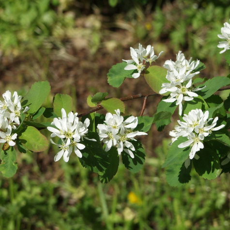 Świdośliwa olcholistna Thiessen