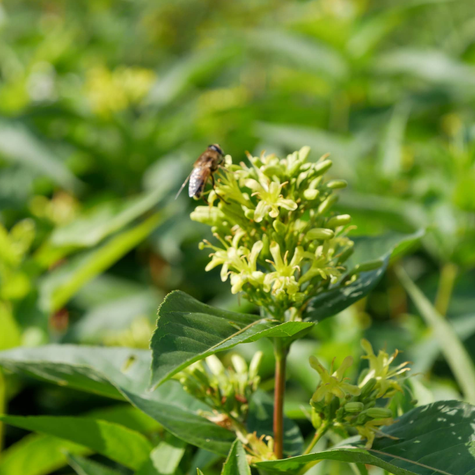Zadrzewnia bezogonkowa Butterfly (C2)