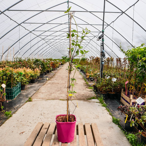 Powojnik Clematis wielkokwiatowy Mrs. Cholmondeley