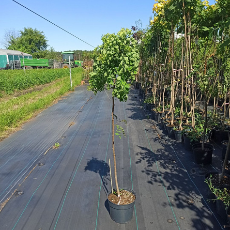 Robinia akacjowa TORTUOSA