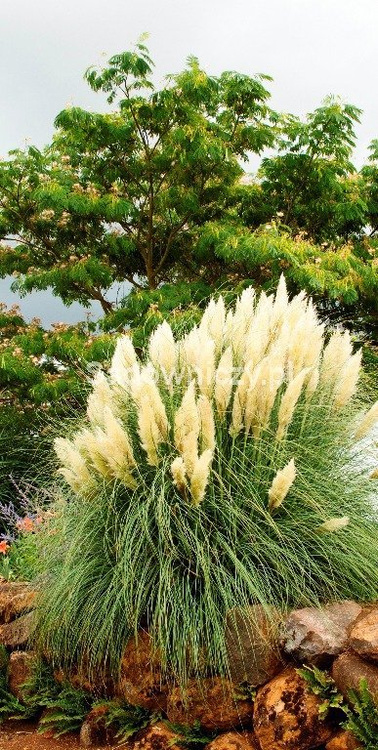 Trawa pampasowa 0,1g