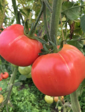 Pomidor gruntowy karłowy Berner Rose malinowy 0,2g