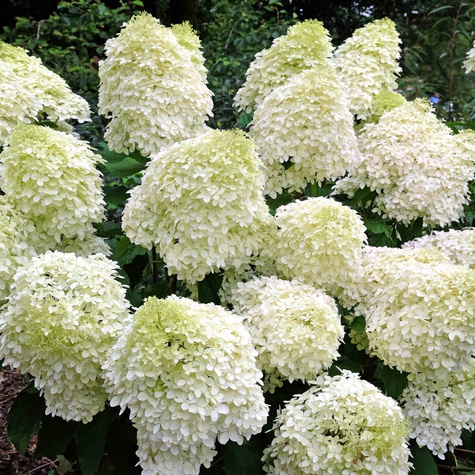 Hortensja bukietowa Phantom kwiaty giganty (C2)