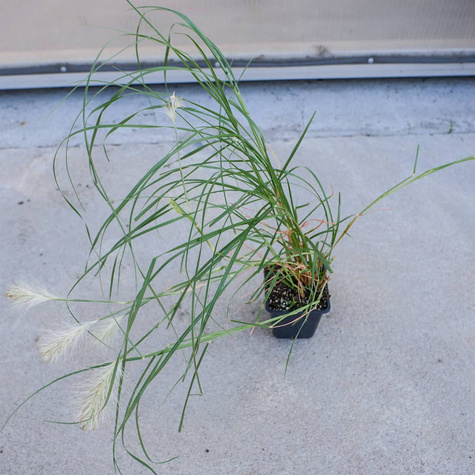 Rozplenica kosmata Nemira (C2)