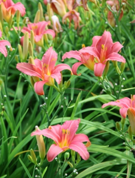 Liliowiec ogrodowy Pink Damask (C2)