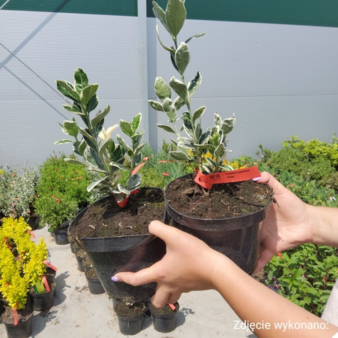 Trzmielina japońska Kathy (C2)