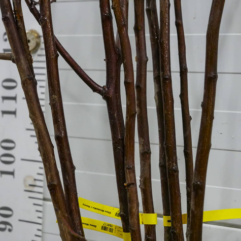 Śliwa Mirabelka z Nancy Plant Pack