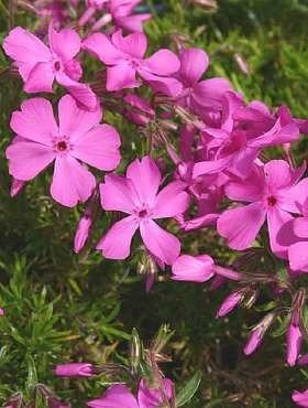 Płomyk szydlasty Floks McDaniel's Cushion