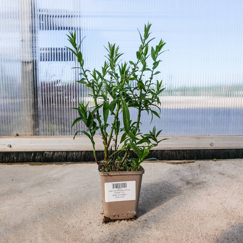 Aster nowobelgijski Patricia Ballard (C2)