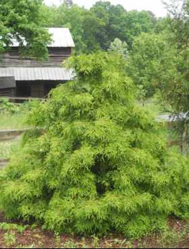 Żywotnik olbrzymi 'Holly Turner'