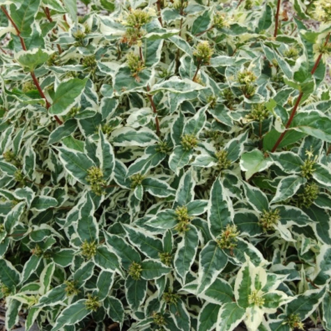 Zadrzewnia okazała Cool Splash (C2)