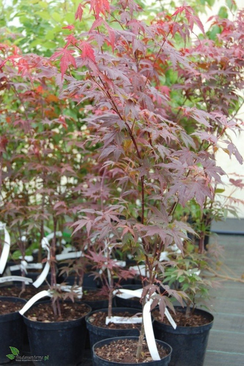 Klon palmowy czerwonolistny (C2)