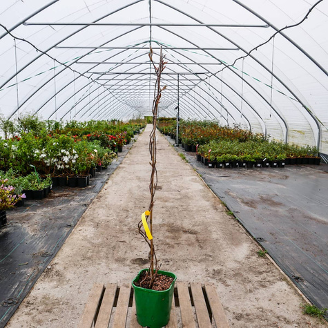 Winobluszcz pięciolistkowy Murorum