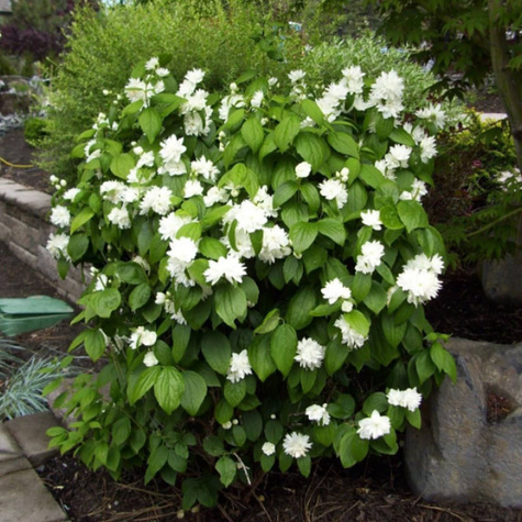 Jaśminowiec Snowbelle (C2)