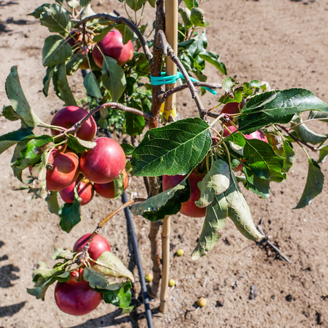 Jabłoń Elise Eliza w doniczce
