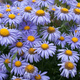 Aster alpejski Violet
