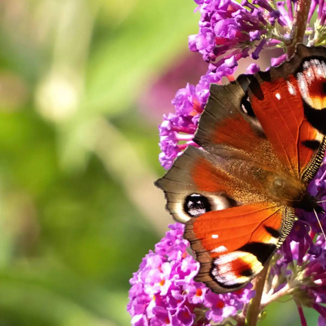 Budleja Dawida African Queen (C2)