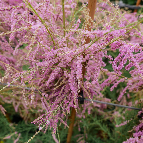 Tamaryszek francuski (C2)