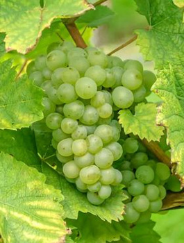 Winorośl winogrona Ontario (C2)