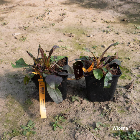 Penstemon Dark Towers (C2)