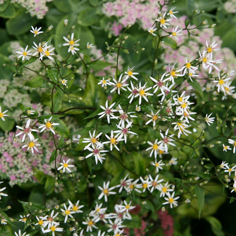 Aster rozkrzewiony Beth Chatto Biały (C2)