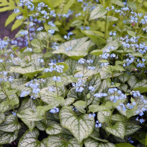 Brunnera wielkolistna Jack Frost (C2)