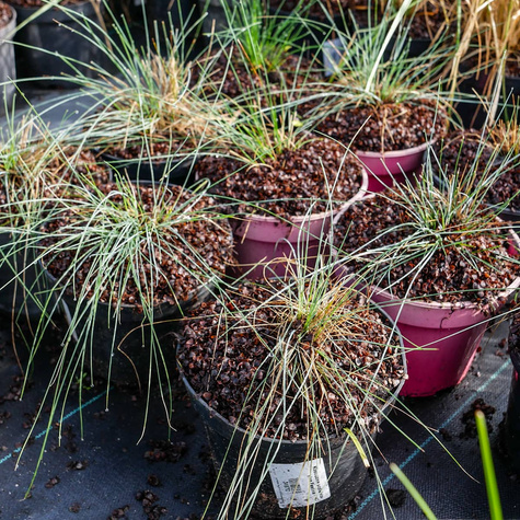 Kostrzewa popielata sina Festina (C2)