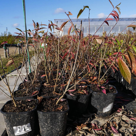 Żylistek wysmukły Aurea (C2)