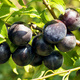 Śliwa japońska Black Amber Mrozoodporna Plant Pack