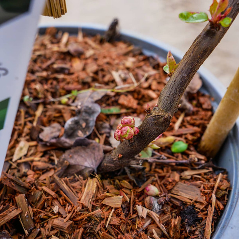 Pigwowiec okazały Orange Storm (C2)