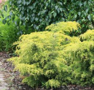 Jałowiec pośredni King of Spring (P9)