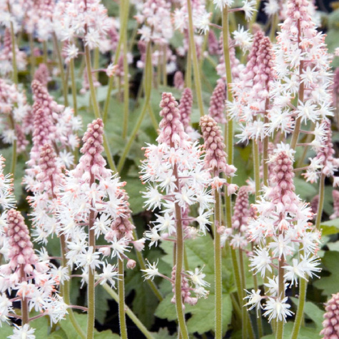 Tiarella Pink Skyrocket (P9)