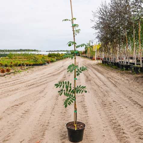 Jarząb Pospolity Edulis