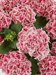 Hortensja ogrodowa Candy Heart Pink