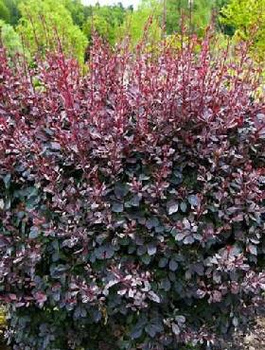 Berberys thunberga Deep Purple (C2)