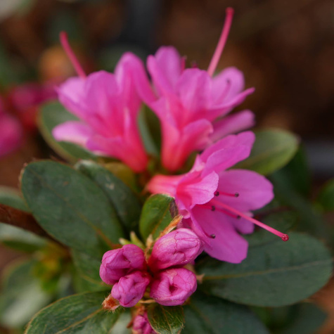 Azalia japońska Blaue Donau (C2)