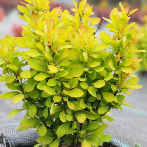 Berberys thunberga Summer Sunset (C1.7)