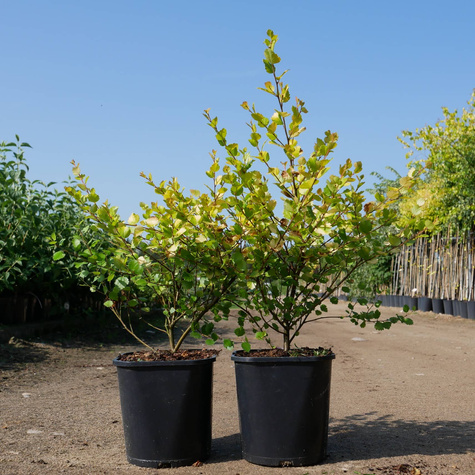 Brzoza karłowata krzaczasta Golden Treasure (P9)