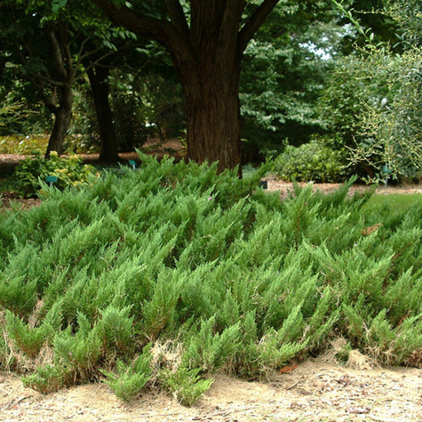 Jałowiec sabiński 'Mas'