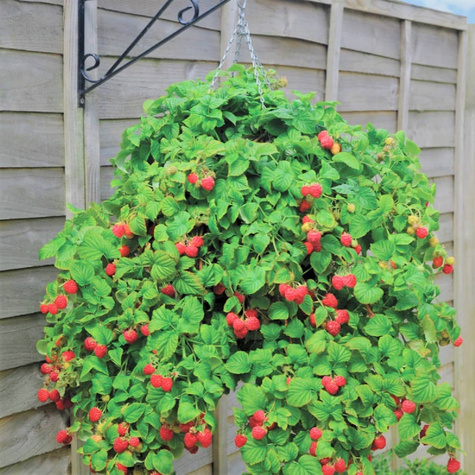 Malina czerwona na balkon Summer Lovers Petite Red